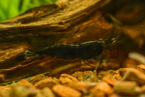 Neocaridina Black — reference photo