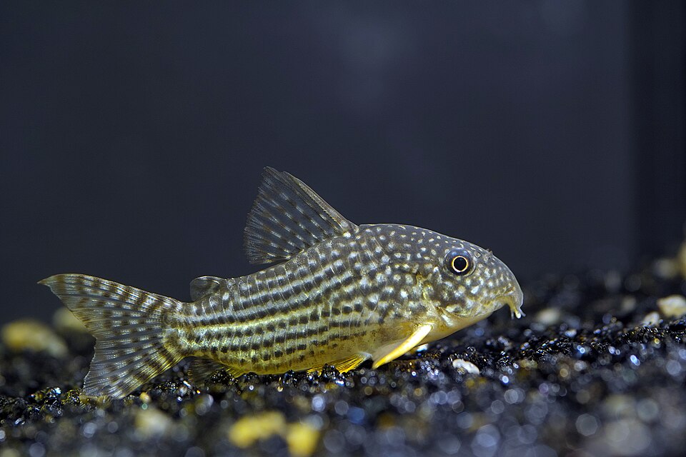 Sterbai Cory — reference photo (Corydoras sterbai)