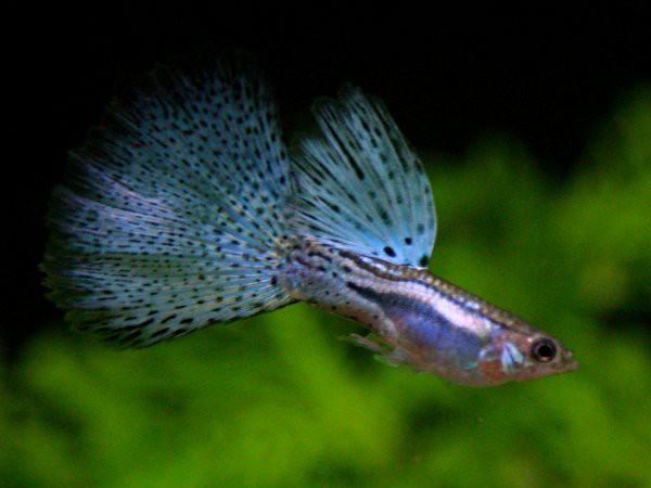 Guppy Diamante clásico — reference photo