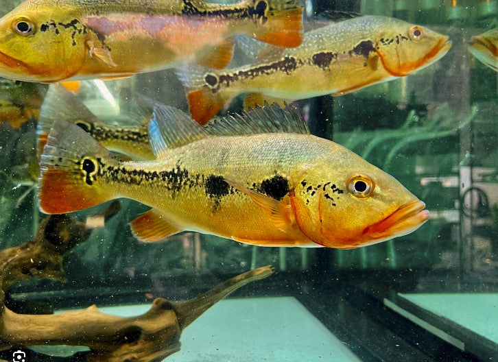 fogo peacock bass — reference photo