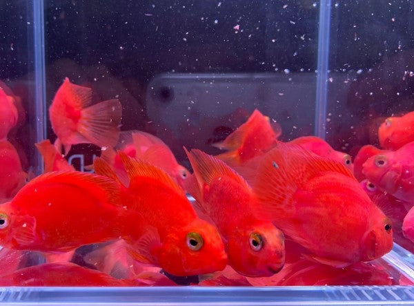 purple blood parrot — reference photo