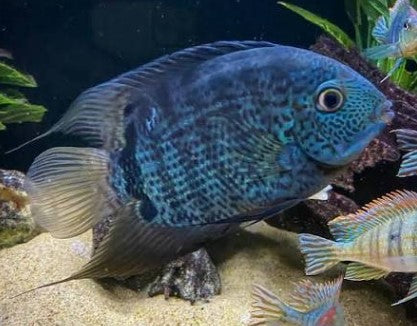 turquoise severum — reference photo