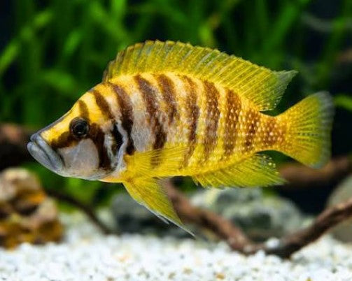 yellow calvus — reference photo