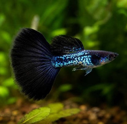 Metal Snake Skin Black Lace Guppy with a metallic blue patterned body and black fins.