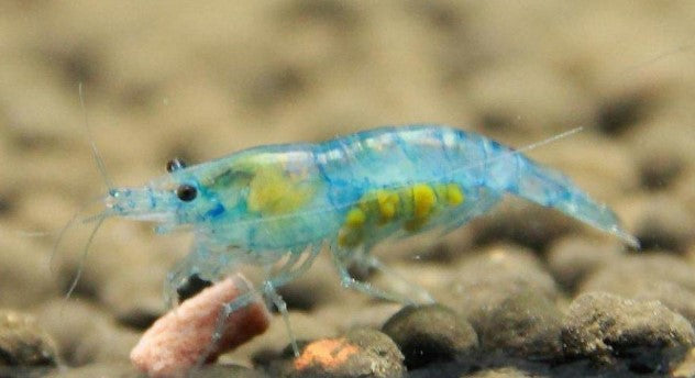 Neocaridina Blue Velvet