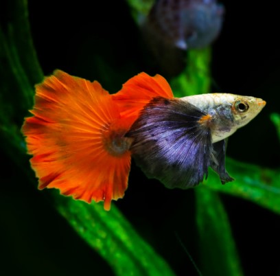 Platinum Red Tail Guppy with an orange-red tail and dark flowing fins.