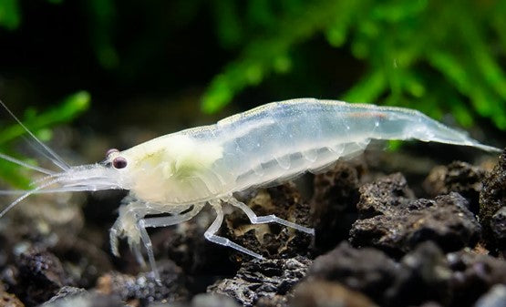Snow White Amano Shrimp