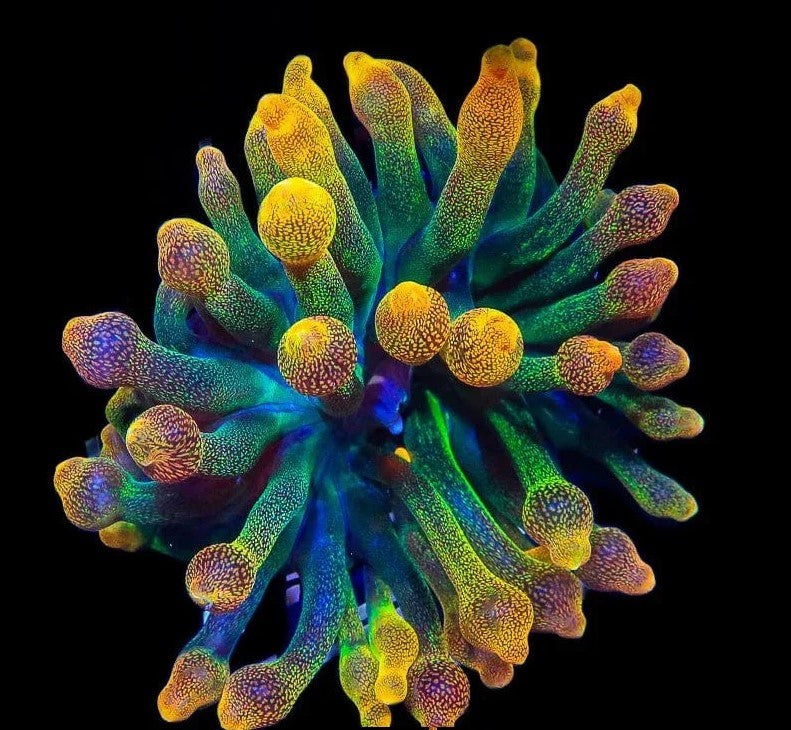 ANEMONES