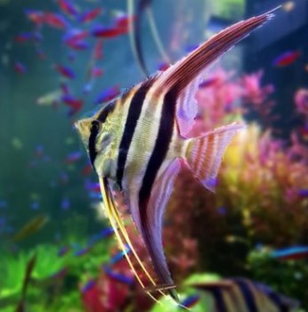 ANGELFISH