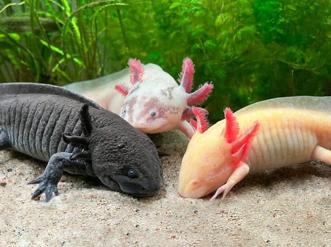 AXOLOTL