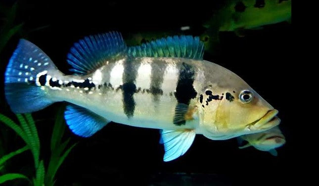 BASS