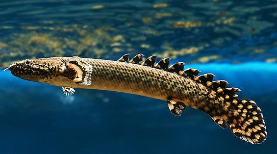BICHIR