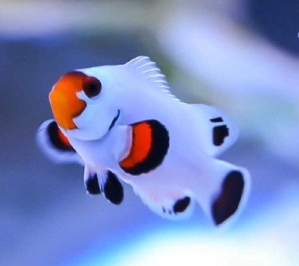 CLOWNFISH