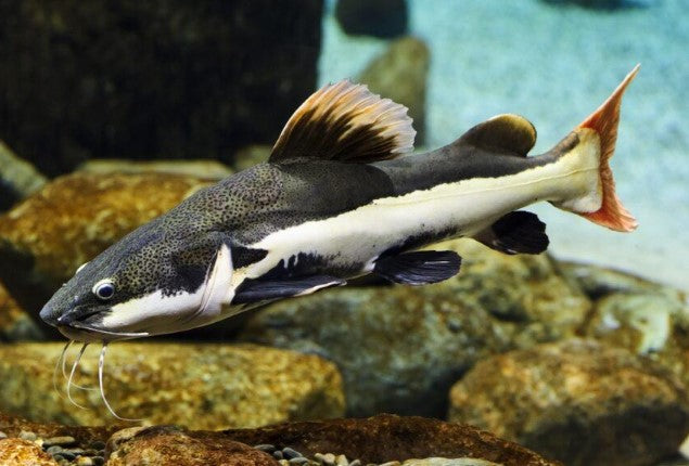 CATFISH