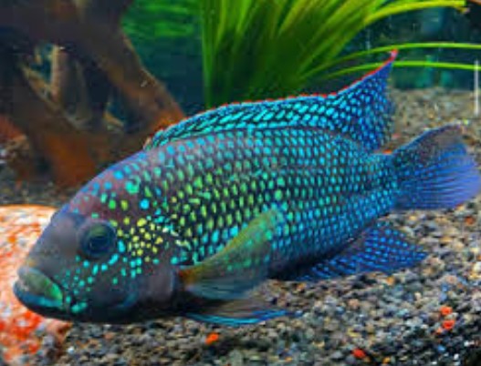 CICHLID