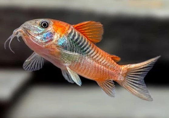 CORYDORAS