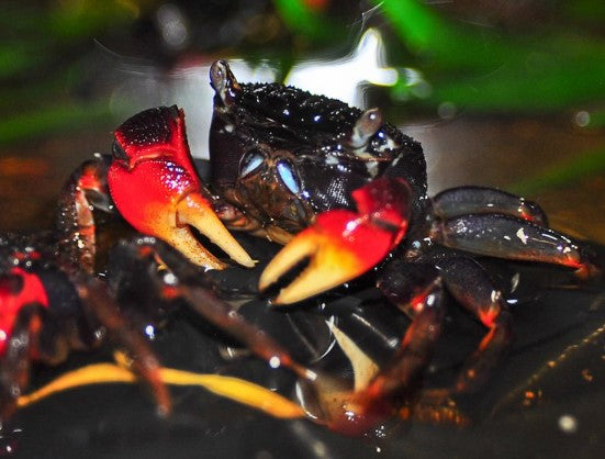 Crabs