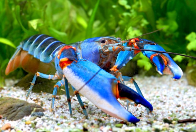 Crayfish