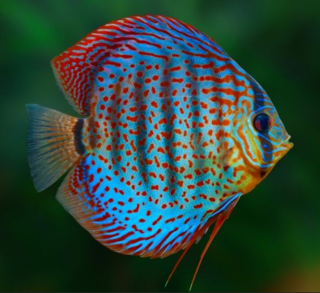 DISCUS