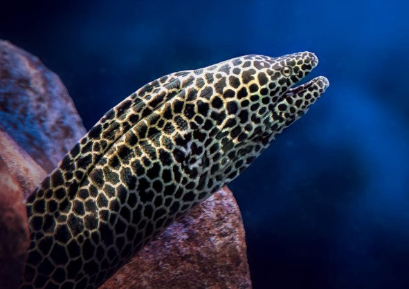 EELS
