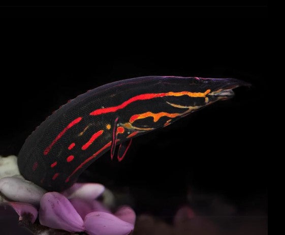 EELS