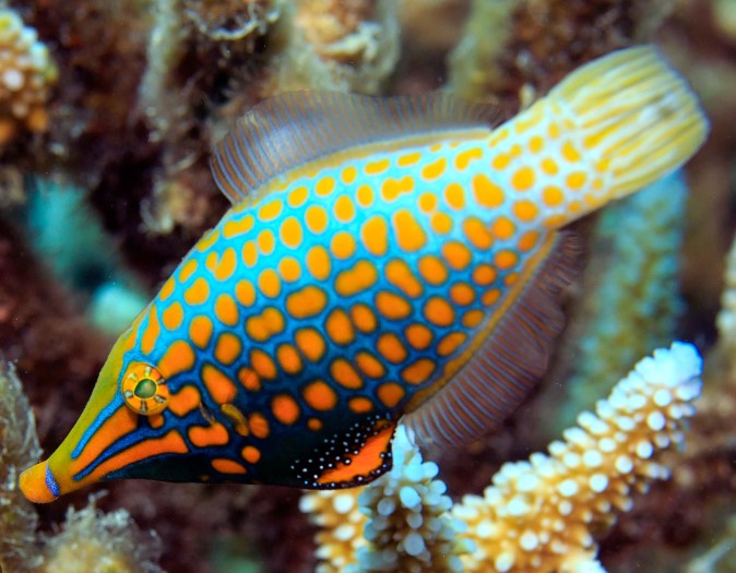 FILEFISH