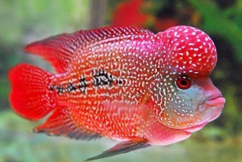 FLOWERHORNS