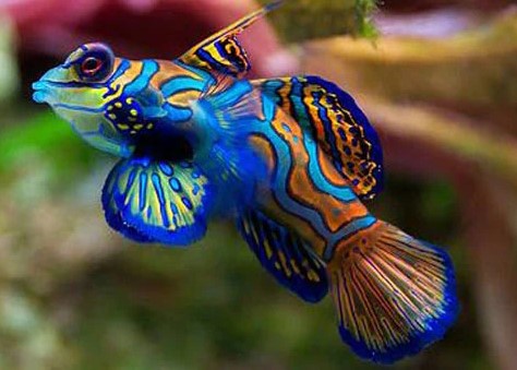 GOBIES & BLENNIES