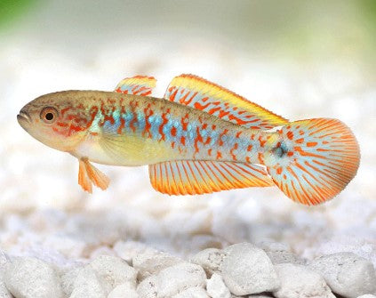 GOBY