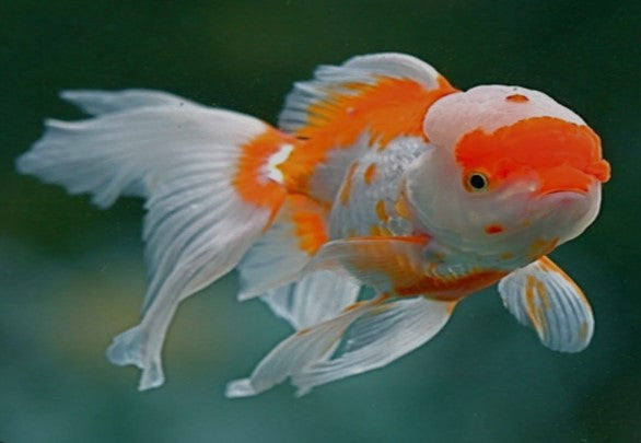 GOLDFISH