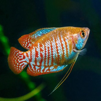 GOURAMI