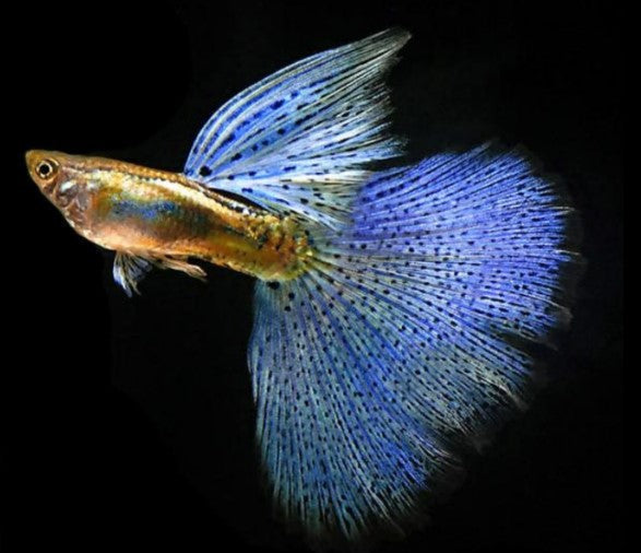 GUPPIES