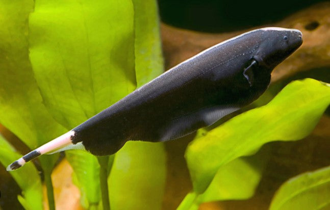 KNIFEFISH
