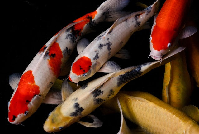 KOI