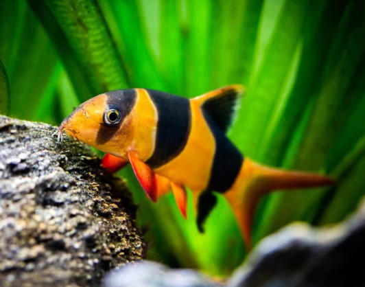 LOACHES