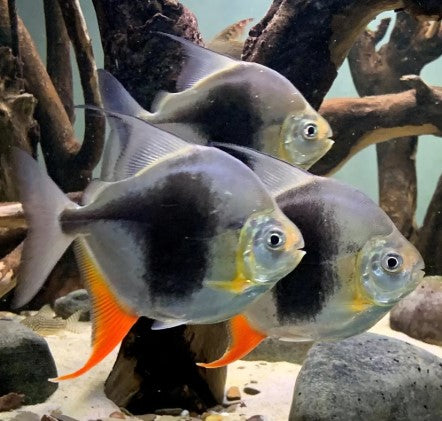 MYLEUS / PACU