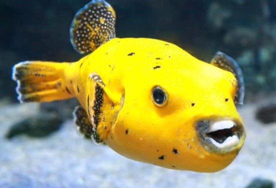 PUFFERS & BOXFISH