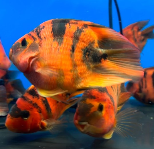 PARROT CICHLID