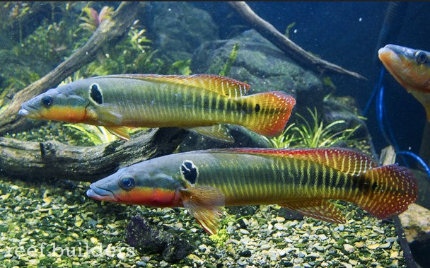 PIKE CICHLID