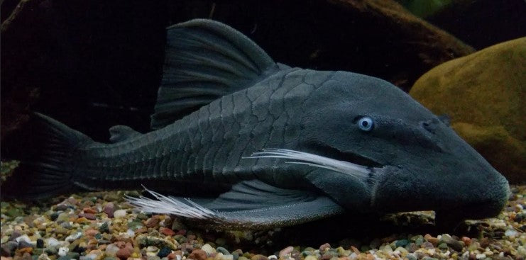PLECOS
