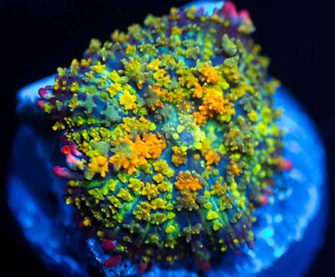 POLYPS