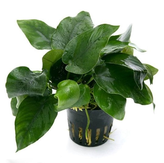 Potted
