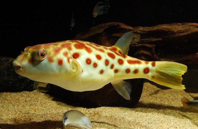 PUFFER FISH