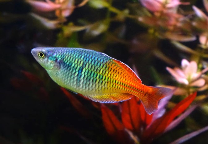 RAINBOWFISH