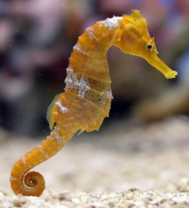 SEAHORSES & PIPEFISH
