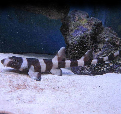SHARK & RAYS