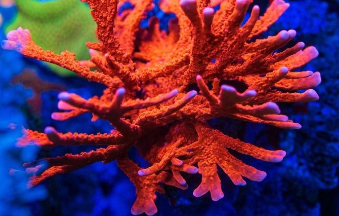 SPS