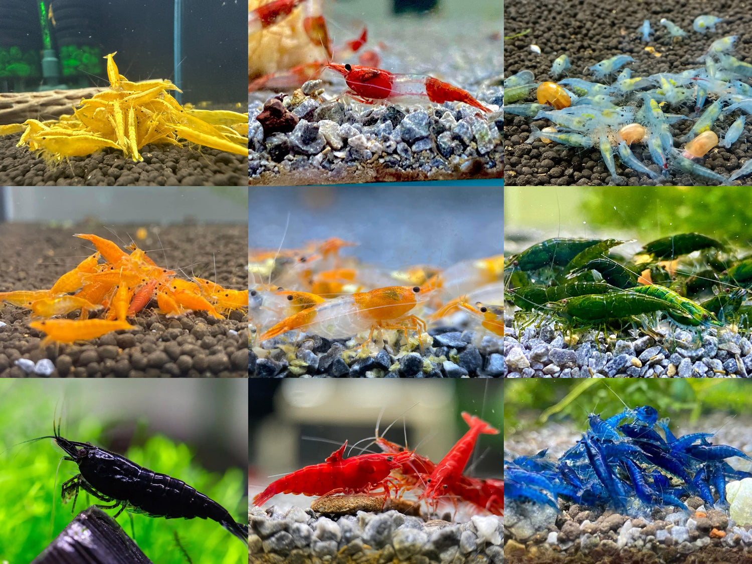 Shrimp