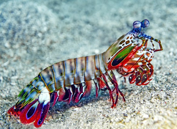 SHRIMP