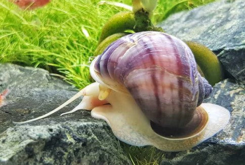 Snails